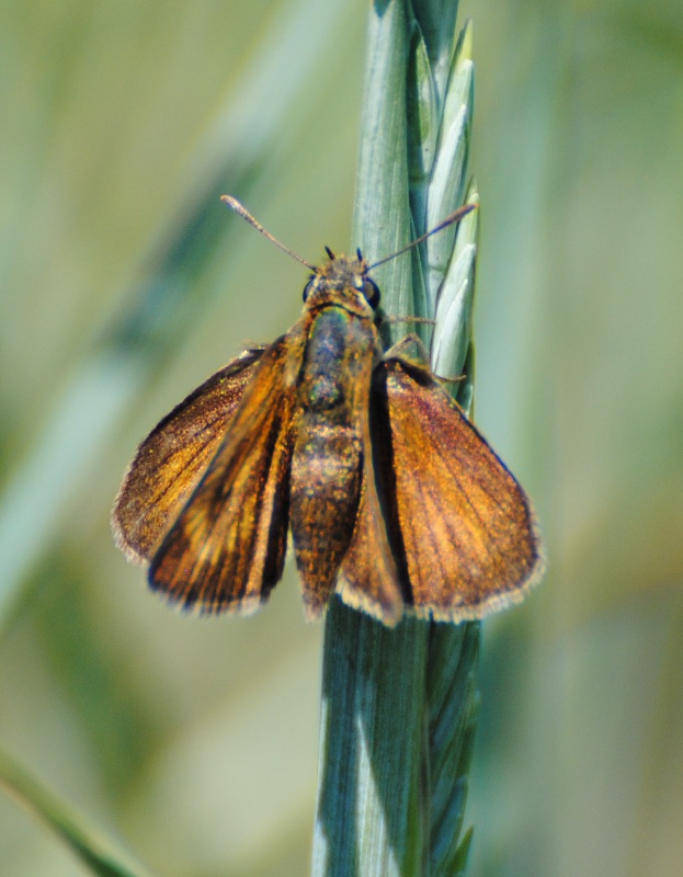 ID Hesperiidae